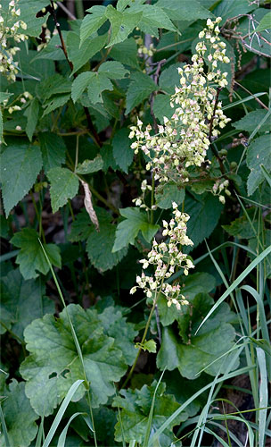 another view of the entire plant