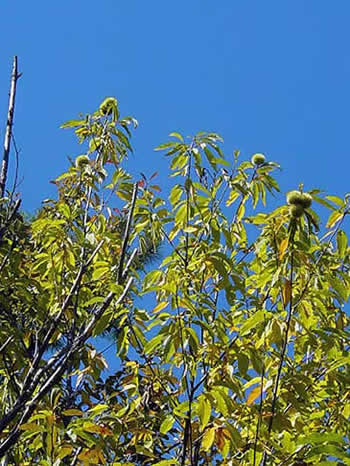 leaves and fruit