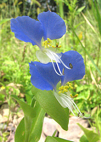 flowers up close