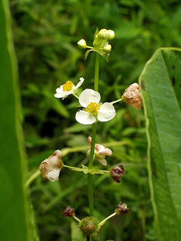 closeup of the small flower