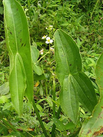 the arrow-shaped leaves