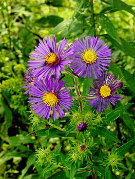 the most colorful aster