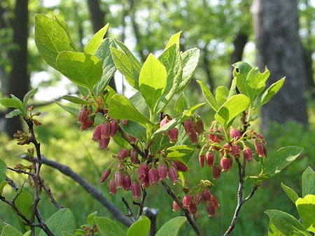 shrub showing leaves and flowers