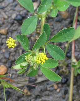 yellow pea-like flowers