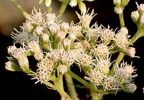 closeup of flowers