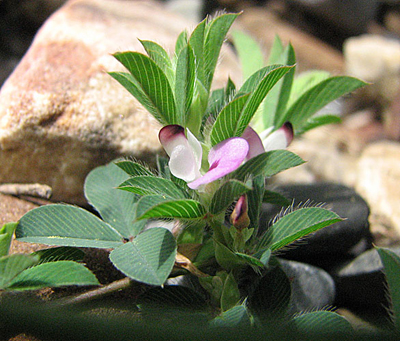 flowers and leaves up close