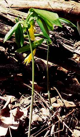 tall plant nodding flower