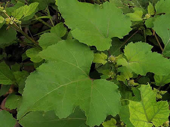 large leaves, small flowers