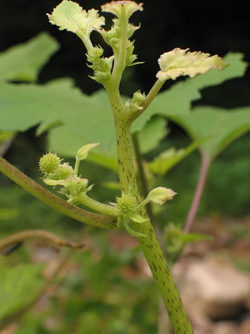 flowers along the stem