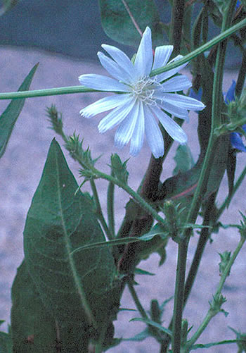 the white form of the plant