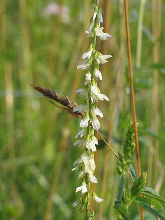 sweet whiteclover flowers