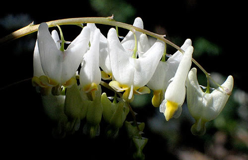 closeup of the flowers