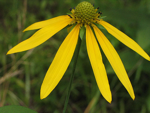 large flower head