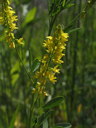 up close flowers