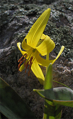 closeup of the flower