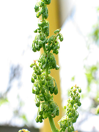 small, many flowers