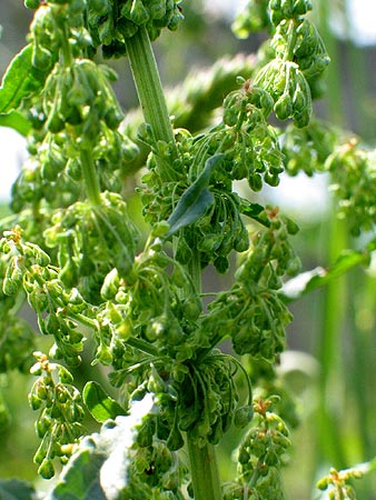 dense flowering heads