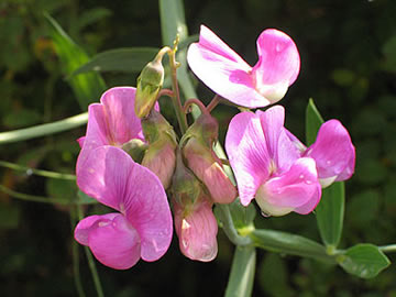 a flower cluster
