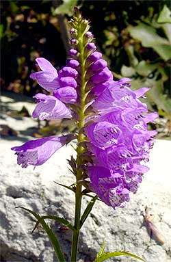 close up of the flower head