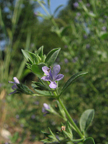 closeup of the flower