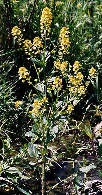 an individual plant