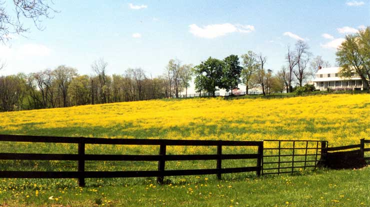 a field of field mustard