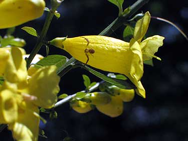 yellow tubular flowers
