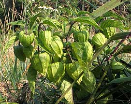 chacteristic seed pods