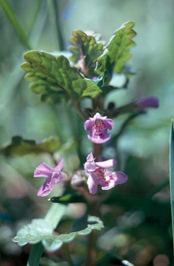 flowers and leaves