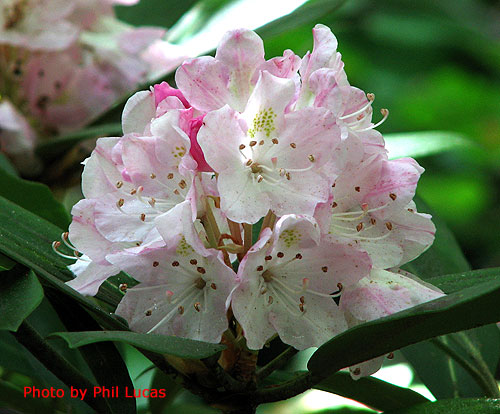 the flower cluster