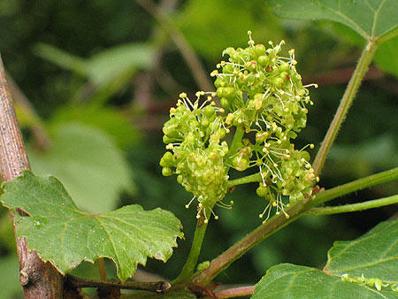 the flower cluster on the vine
