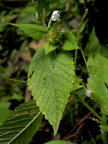 characteristic leaf shape