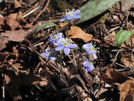 small plants, blue flowers