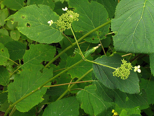 leaves and odd flowers