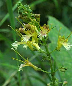 a close look at the flowers