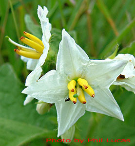 flower closeup