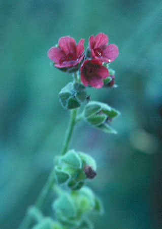 flowers closeup