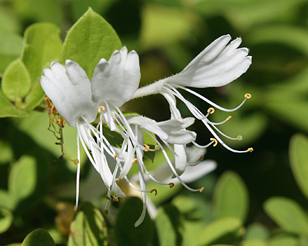 flowers up close