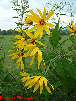 flowers up close