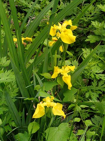 typical iris-looking plant