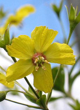 flower close up