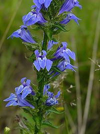 close look at the flowers