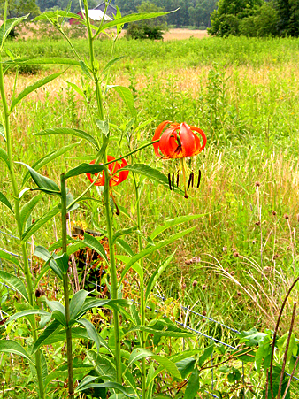 typical flower shape