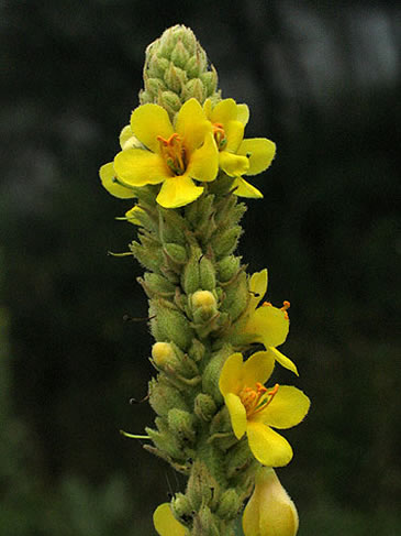 closeup of the flower spike