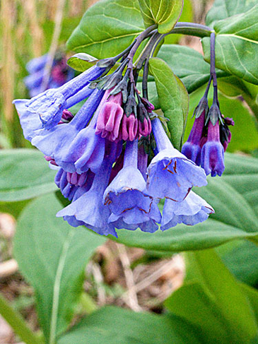 flowers up close