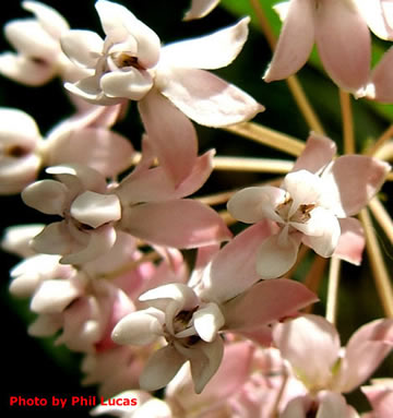 flowers close up