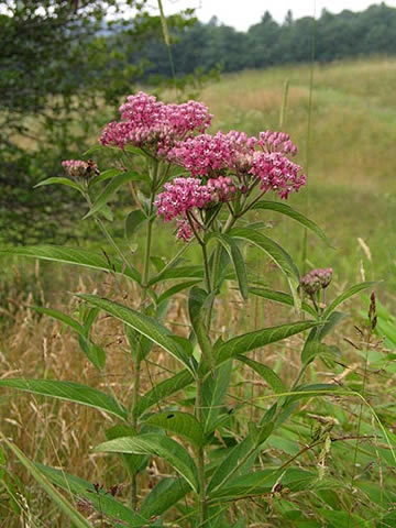 the entire showy plant