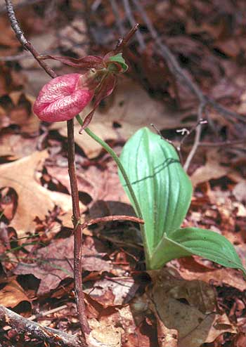 a close look at the flower