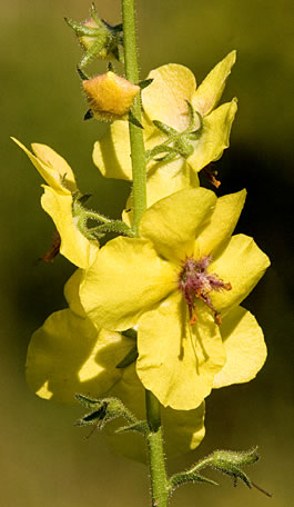 the yellow form