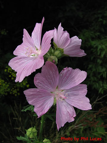 close up of the flowers